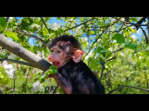 Первое знакомство гамадриленка Люси и енота Шурика!