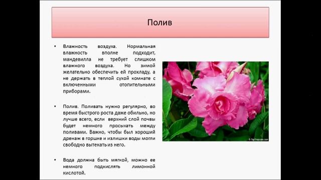 мандевилла