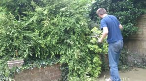 Стрижка кустов