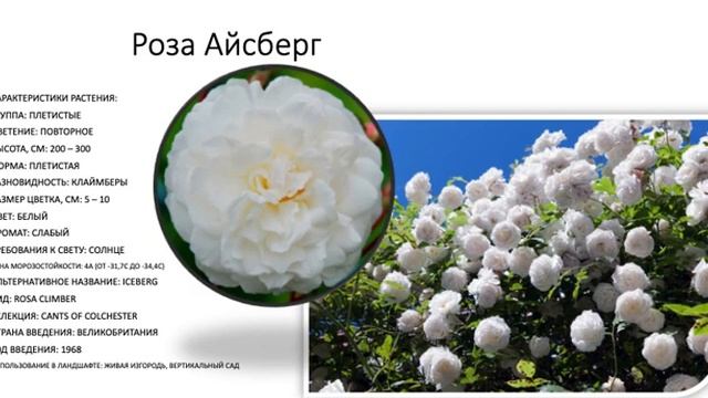 Сорт Плетистых Роз. Описание сорта роз. Зимостойкие сорта роз. смотреть онлайн