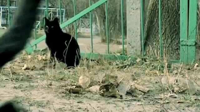 Осторожно! Бешенство