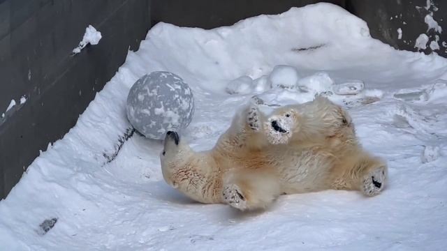 Белый медведь по имени Кай чудесный артист! ?❄️Новосибирский зоопарк.