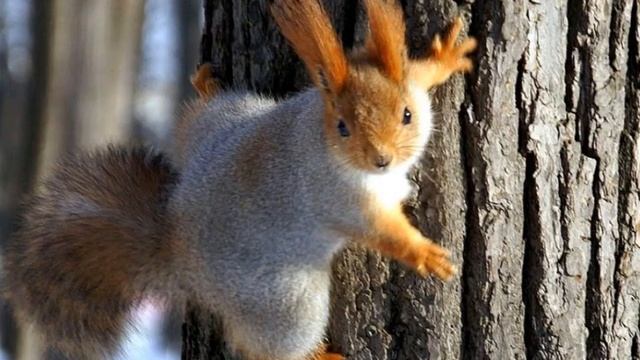 автор Асташина Юлия. Стих Белка смотреть онлайн