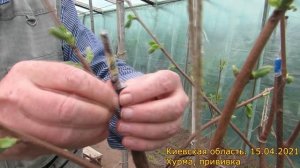 Хурма. Прививки. Обзор прививок. Начало цветения