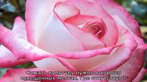 Роза Ламинуэтте