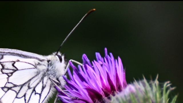 Georgia on My Mind(cover) by Hoagy Carmichael and Stuart Gorrell смотреть онлайн