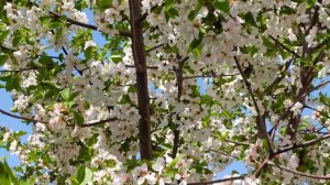 Старые чеченские песни | 1аржа баьргаш Гр. Гумс | Потрясающая музыка из прошлого!