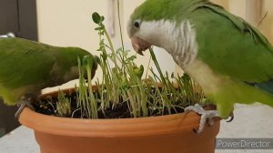 КУШАТЬ ВКУСНО? ВКУСНО! УЧИМ ПОПУГАЯ ГОВОРИТЬ. УРОК ДЛЯ ПОПУГАЯ.