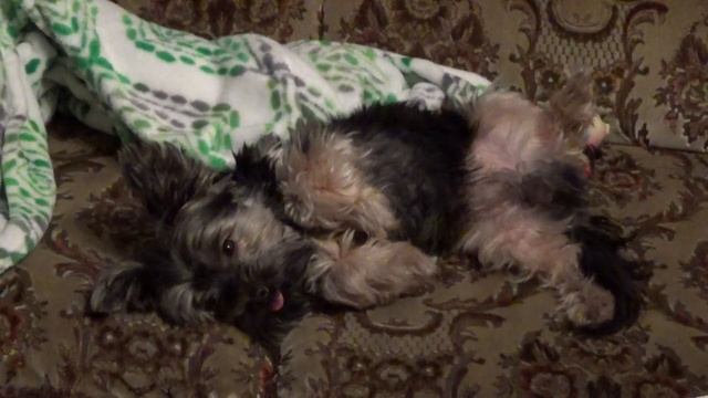 Самые самые ленивые голубцы! ? The most lazy cabbage rolls! смотреть онлайн