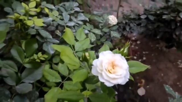 Самые ароматные розы.