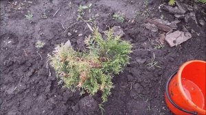 Почему пожелтела туя, заболевания хвойников. Туи до и после лечения. Diseases of conifers