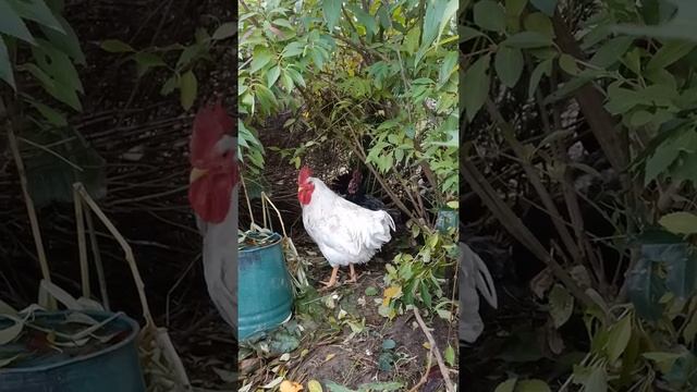 Белый петух смотреть онлайн