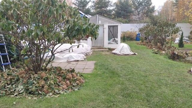 Подготовила метельчатые гортензии к зимовке. Ленинградская область. смотреть онлайн