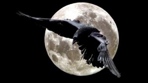 Если ворон в вышине ( ст. и муз Булата Окуджавы)