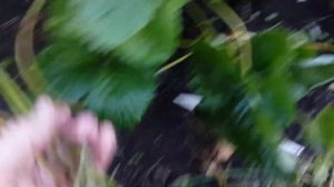 Ремонтантная клубника. Как заставить ее давать усы? Хитрый мой способ.