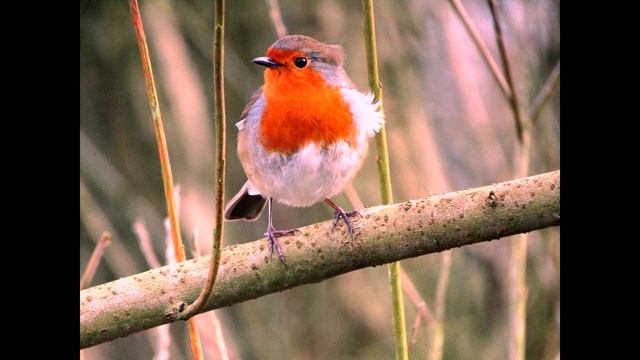 Canon SX410 test смотреть онлайн