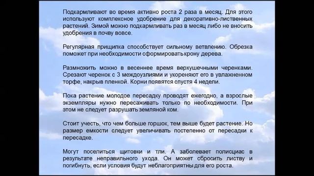 Бонсай Полисциас смотреть онлайн