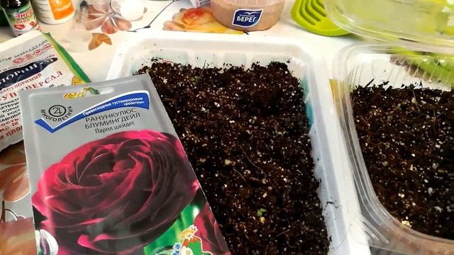 Ранункулюс(лютик садовый,анемона). Выращивание из семян. ОБЗОР ВСХОДОВ. смотреть онлайн