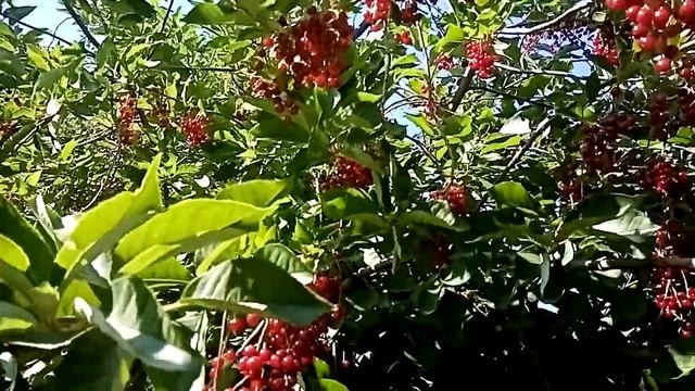 Красная черемуха. Что вы из нее готовите?