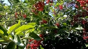 Красная черемуха. Что вы из нее готовите?