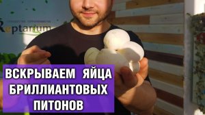 Бриллиантовые питоны — Как правильно вскрывать яйца змей