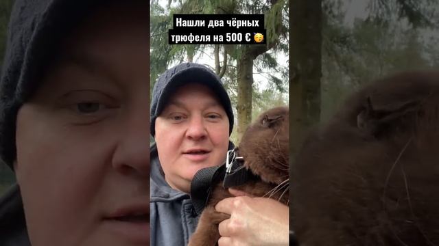 Про #трюфели … Питомца натаскивал на поиски добавляя трюфельную пыль в течении месяца ей в корм.