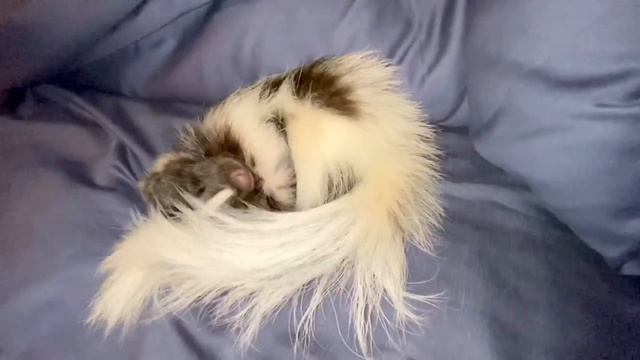 Polly Anna, The Sleepy Pet Skunk смотреть онлайн