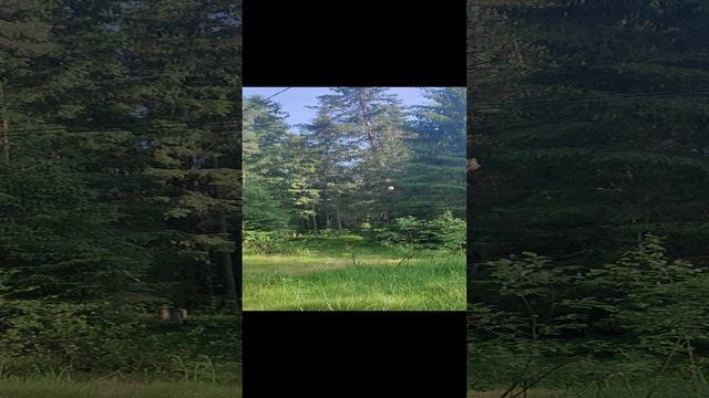 Бойково VID_20240616_172441