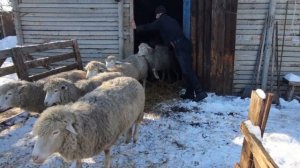 Будни Чабана на зимовке. Овцы, Зимнее содержание.
#ЧабанскиеБудни
#РанчоМиллер
