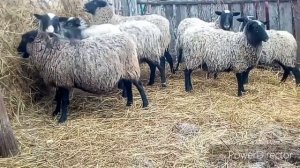 Романовские овцы в нашм хозяйстве