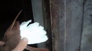 мелитопольские красные и жёлтые голуби 27.11.2018 год