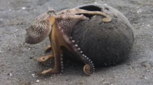 Осьминог кокосовый