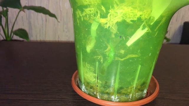 5 месяцев спустя после пересадки смотреть онлайн