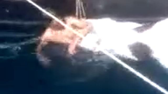 белуга каспия смотреть онлайн