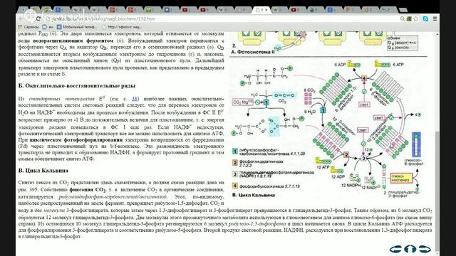 Биология . Фотосинтез. Хемосинтез.