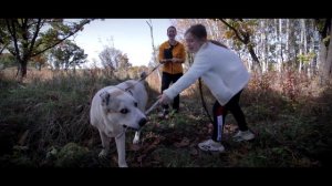 Алабай щенок 8 месяцев