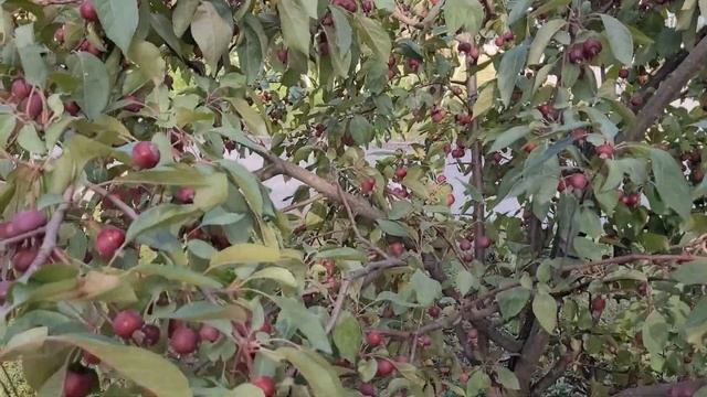 Пермь 2022,лето,центр города,фонтаны,пекарня,реконструкция домов,фруктовый парк, кафе ,,Друзья,, смотреть онлайн