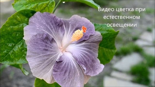 Гибискусы сортовые. Флоридский гибискус сорт Moorea Mangy Blue