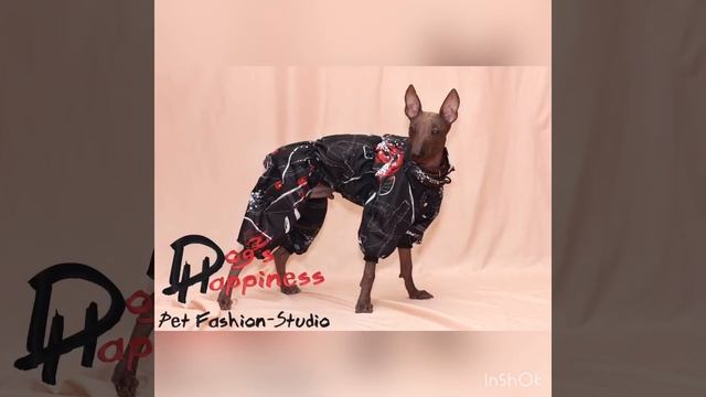 Одяг для собак. Одежда для собак. смотреть онлайн