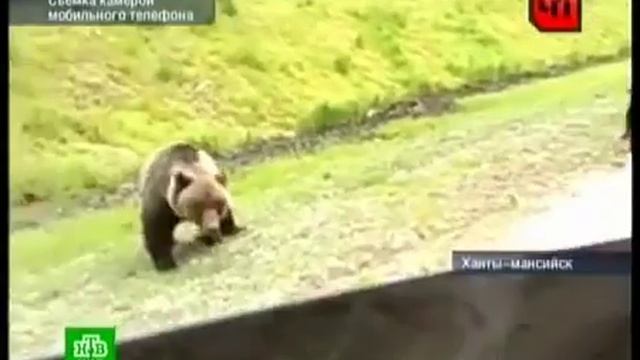 Как в сказке семья медведей вышла на дорогу смотреть онлайн