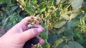 Ежевика Прайм Арк Горизонт