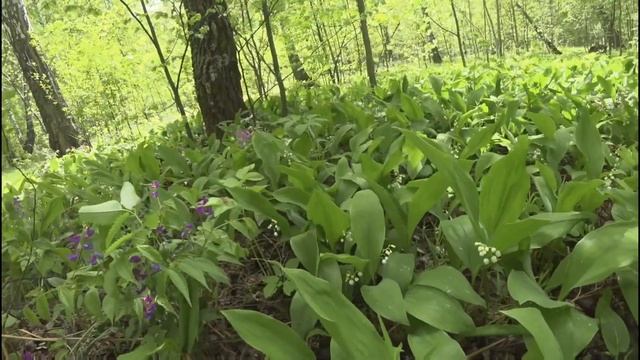 Релаксация Ветер в лесу