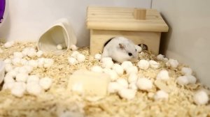 ❄ MIX утепляет домик. У нас скоро холода. Hamster getting ready for the cold.