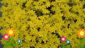 Очиток отогнутый Оранжевый. Краткий обзор, описание характеристик sedum reflexum Aureum