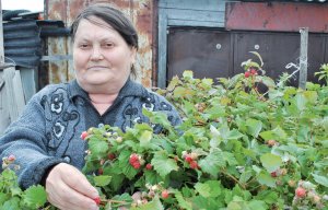 Подкормка роз для пышного цветения и сочного цвета. Народный метод.