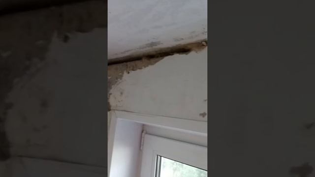 Ремонт квартиры, удаляем плесень. смотреть онлайн