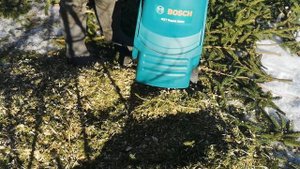 Делаю мульчу из еловых веток.