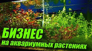 Рыборазводня как бизнес! Продажа аквариумных растений!