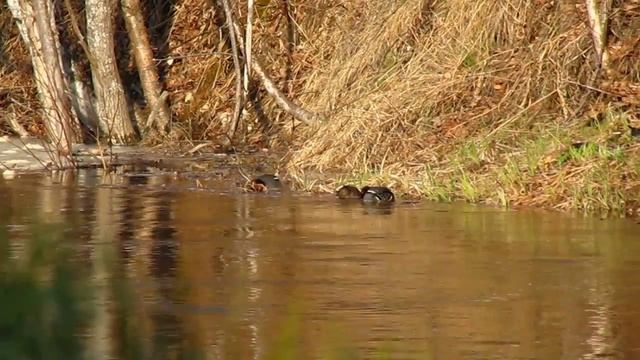 Утки. Гоголя и чирки-свистунки. (Видео прошлых лет). смотреть онлайн