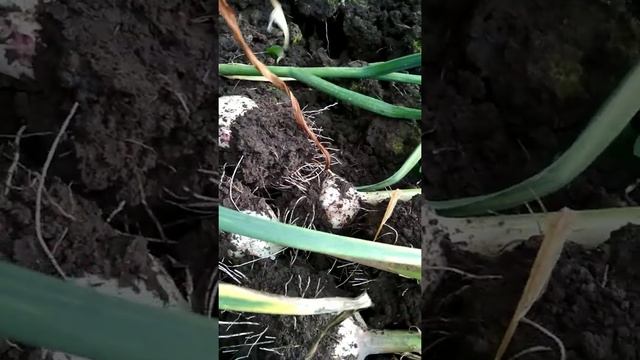 Выкапывали чеснок 30 июля 2020 г. Секрет хранения и сюрприз в стебле смотреть онлайн